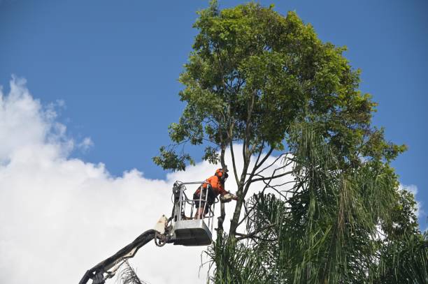 Best Storm Damage Tree Cleanup  in USA